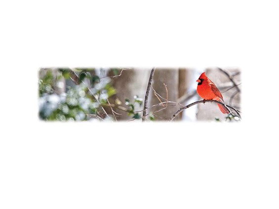 Cardinal-Wilbert Legacy Two Print