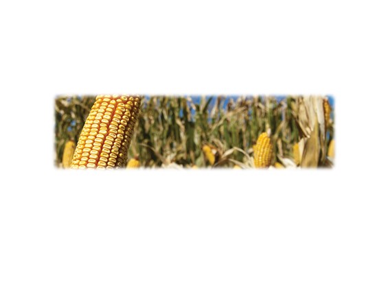 Corn-Wilbert Legacy Two Print