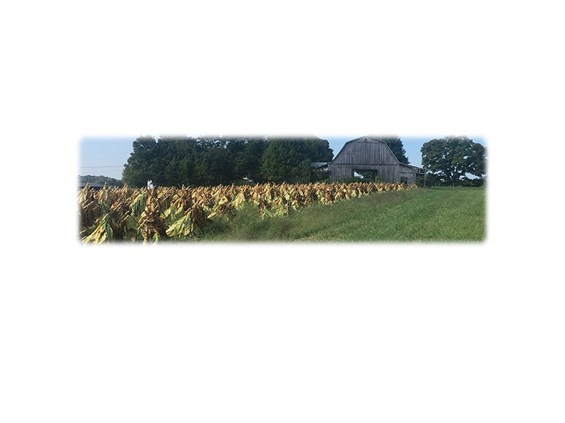 Tobacco Field-Wilbert Legacy Two Print