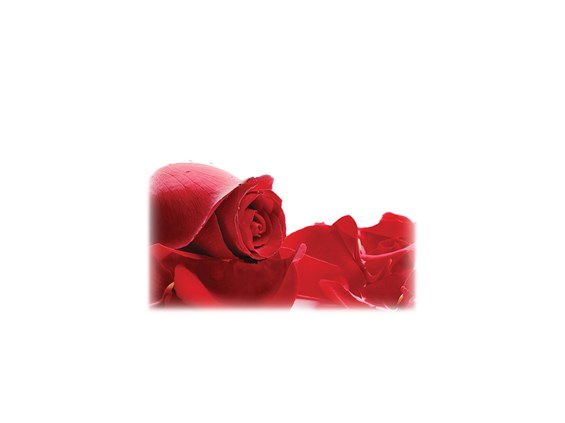 Red Roses-Legacy Two Urn Vault Print