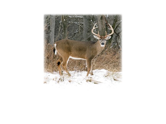 Whitetail Buck-Legacy Two Urn Vault Print