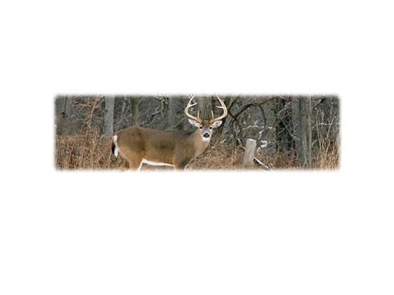 Whitetail Buck-Wilbert Legacy Two Print