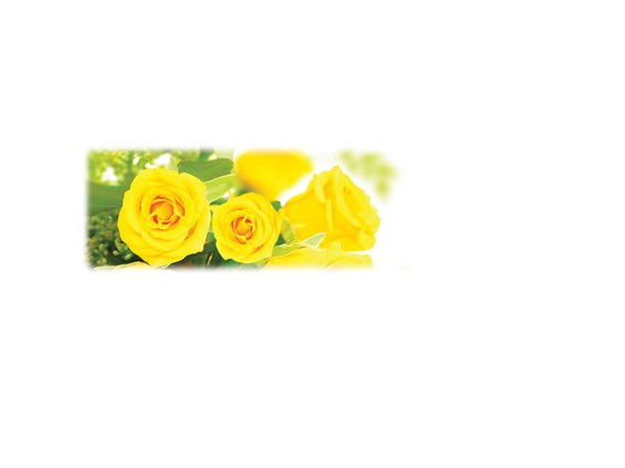 Yellow Roses-Wilbert Legacy Two Print