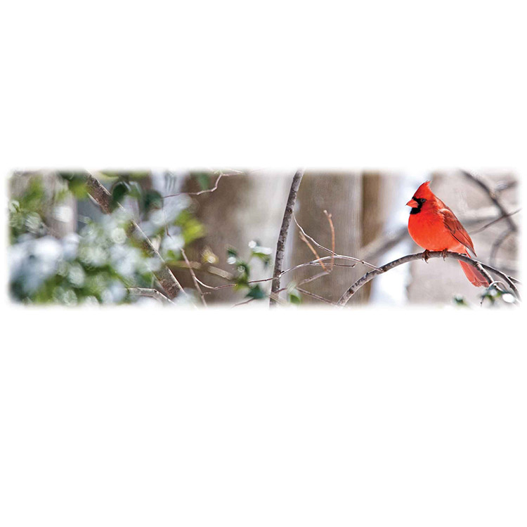 Cardinal-Wilbert Legacy Two Print