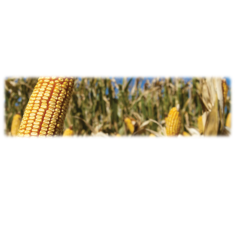 Corn-Wilbert Legacy Two Print