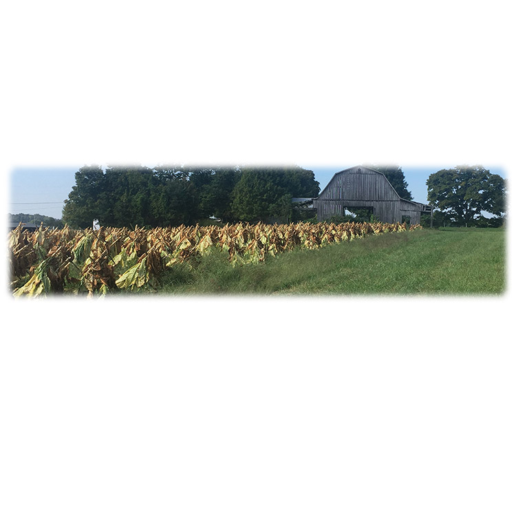 Tobacco Field-Wilbert Legacy Two Print