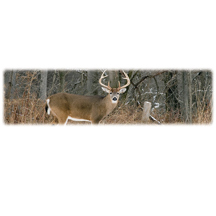 Whitetail Buck-Wilbert Legacy Two Print